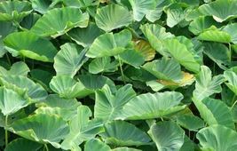 15 Water Plant Green Dwarf Taro Elephant Ear Water Lily Bulbs Pond - £31.44 GBP