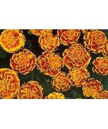 Marigold Bonanza Bee 1,000 Seeds – Vibrant Annual Flowers LIMITED Edition - $55.48 CAD