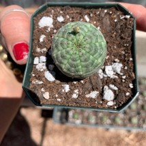 Euphorbia obesa seed grown in California Garden Fast Shipping - $36.00