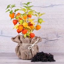 Rare Sweet Yellow Physalis Seed Kit, 30 Non-GMO Cape Gooseberry Seeds for Fruit  - £5.97 GBP