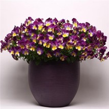 USA Seller Bin2R11D2 Pansy Cool Wave Raspberry Swirl Seeds 100 Seeds Trailing Pa - £48.77 GBP