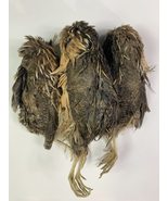 Quail Whole Pray dehydrated for Bird Dog Training or Falconry - $29.99