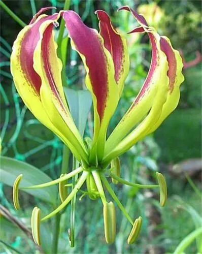 Fresh Gloriosa Carsonii Glory Vine Climbing Flame Lily Perennial 25 Seeds Flower - $10.98