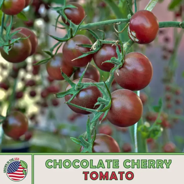 10 Chocolate Cherry Tomato Seeds Heirloom Non-Gmo Genuine Usa Garden - £5.17 GBP