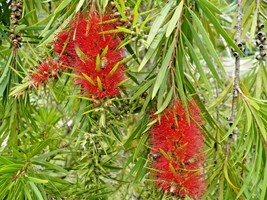 SEPTH 15 SWAMP BOTTLEBRUSH SEED PODS - Callistemon speciosus - $8.00