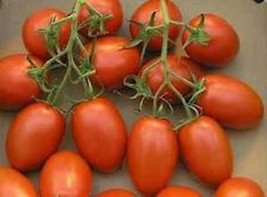 SKM 50 Seeds Corbarino Tomato Juicy Tomatoe Vegetable Edible Food Easy t... - $10.97