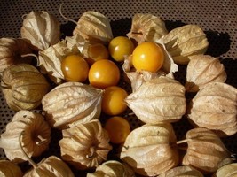 SEPT 50 Seeds Ground Cherry Aka Strawberry Husk Tomato Physalis Pruinosa... - £4.41 GBP