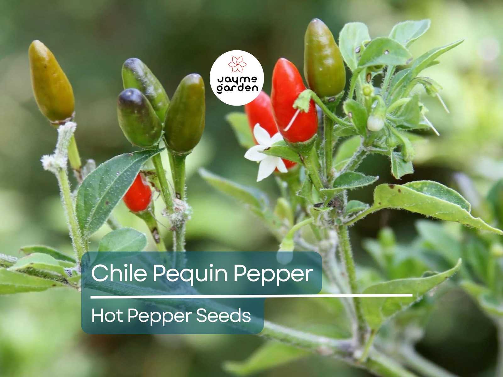 250mg Seeds Hot Chile Pequin Pepper | Heirloom Pepper for Planting | Spi... - $4.50