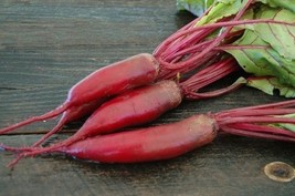 200 Plus Cylindra Beet Seeds Non Gmo Open Pollinated Organic - $6.00