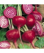 200 Seeds Purple Plum Radish - $166.01 MXN 200 Seeds Purple Plum Radish - $166.01 MXN