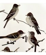 Pewees And Flycatcher 1936 Bird Lithograph Color Plate Art Print DWU12D - €9,66 EUR