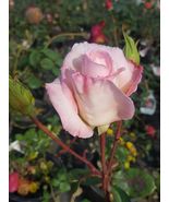 KORDES PERFECTA Everblooming Hybrid Tea Rose 1 Gal Live Bush Plants Plan... - £86.91 GBP