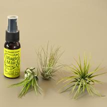 3 Small Tillandsia Air Plant Pack with Fertilizer Spray - $12.99
