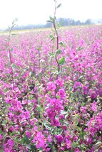 Mountain Garland Lilac Clarkia unguiculata 300 Seeds Free Shipping - $75.58 MXN