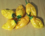 Orange Pepperoncini Pepper Seeds 30 Hot Exotic Spice Culinary Vegetables... - $8.99