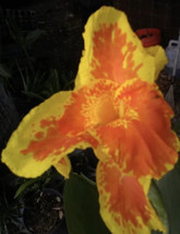 Orange Yellow Canna Lily 6 Bul Bs Bareroot . - £19.78 GBP