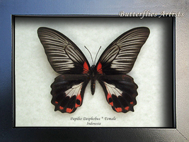 Papilio Deiphobus Female Rare White Form Butterfly Framed Entomology Sha... - £79.12 GBP