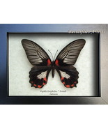 Papilio Deiphobus Female Rare White Form Butterfly Framed Entomology Sha... - £79.12 GBP