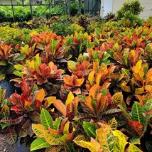 Petra Croton Codiaeum Variegatum Live Plant Cuttings Outdoor Indoor Fast... - $352.09 MXN+
