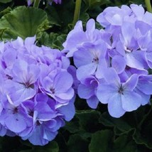 Mpb#3 Geranium Maverick Quicksilver 15 Film Coated Fresh Seeds USA Seller - $16.42