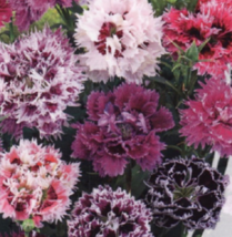 100 Pc Seeds Double Pink Purple Mixed Carnation Flower Seeds for Planting | RK - £13.16 GBP