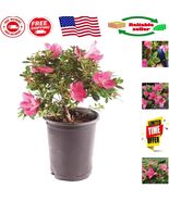 Live Satsuki Azalea Bonsai Tree - Small 5-8 Inches for Elegant Outdoor S... - $64.33 CAD