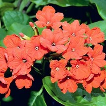 Cordia Sebestena Siricote Kopte Geiger Tree Geranium Anaconda 5 Seeds Gardening  - £14.20 GBP