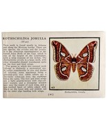 Rothschildia Jorulla Moth 1934 Butterflies America Antique Insect Art PC... - $28.05 CAD
