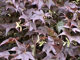 BB 20 Chikushigata Japanese Maple Seeds - Acer Palmatum &quot; Chikushigata &quot; - £7.34 GBP