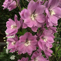 100 Seeds Pink Perfection Larkspur Delphinium Consolida Ambigua Flower - £13.39 GBP