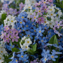 Forget Me Not Flower Seeds Mixed Colors 100 Fresh Seeds - $3.68