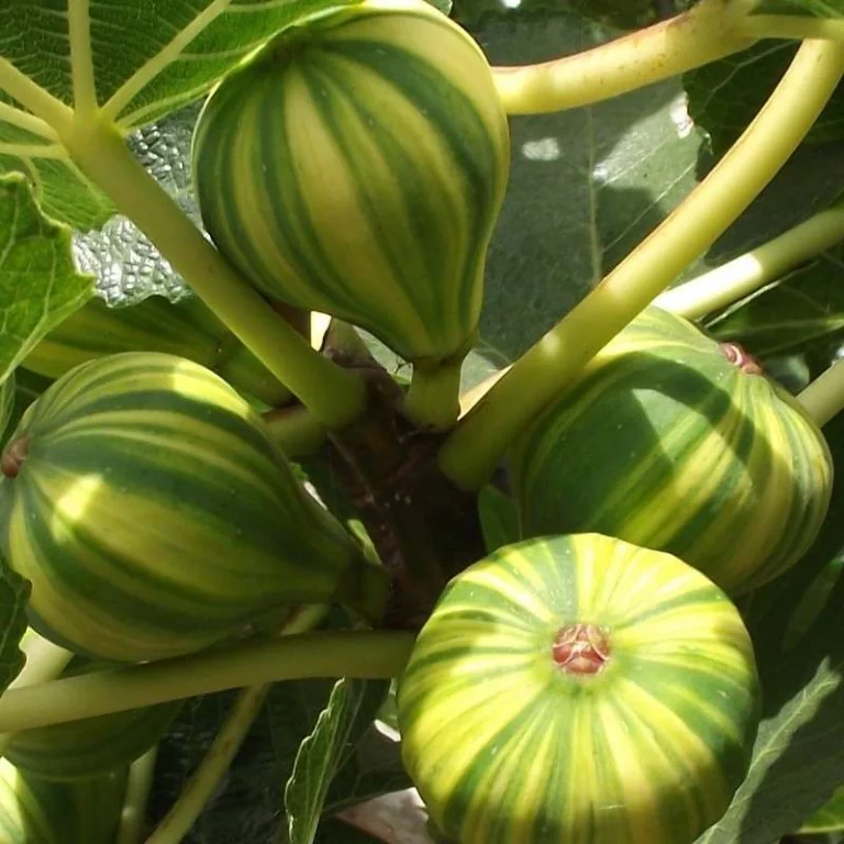 6 &#39;Panache&#39; Tiger Stripe Fig Fruit Seeds for Garden - £7.96 GBP