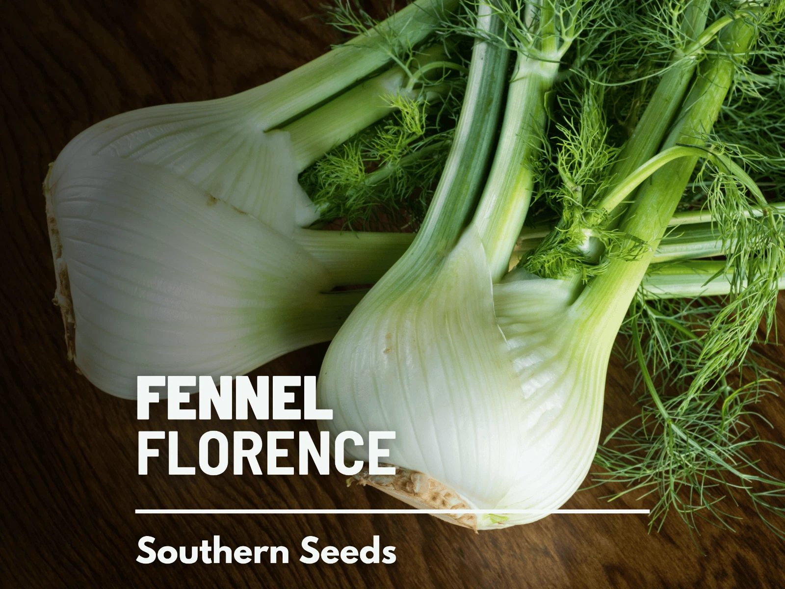 Fennel, Florence - 200 Seeds - Medicinal &amp; Culinary Herb - Easy to Grow ... - $14.82