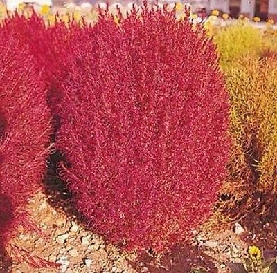Burning bush kochia trichophylla 50 fresh seeds