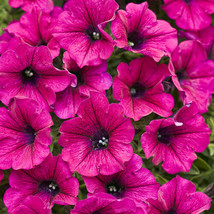 50 Bright Pink Petunia Seeds Flower Seed Flowers Bloom Annual Seed US Fa... - $167.76 MXN