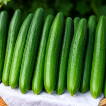 25+ Zipangu Cucumber Seeds | High-Yield Japanese Hybrid Variety - $16.50