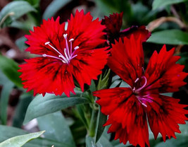 20 Dianthus Chinensis Flower Seeds Dw91003 5 Fresh USA Shipping - £13.88 GBP