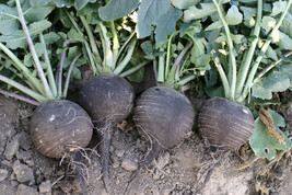 Radish Black Spanish Round White Inside Giant 34 Across 320 Seeds Fresh USA Fast - £7.33 GBP