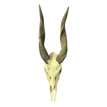 Real Bushbuck Skull -  Bushbuck Antelope Skull- Size: 19 L X 6 W X 10 H&quot; - $269.71 CAD