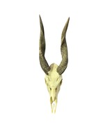 Real Bushbuck Skull -  Bushbuck Antelope Skull- Size: 19 L X 6 W X 10 H&quot; - €169,92 EUR