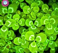 100 clover flowers bonsai clover flowers clover flowers lucky flowers de... - $87.31 MXN