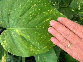 Giant Hawaiian Pothos Cutting Climbing philodendron Money PLANTS Buy1 Get1 FREE - £13.85 GBP