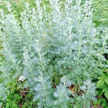 300 Wormwood Absinthe Seeds Spring Perennial Mosquito Pests Deer Repellent - £4.78 GBP