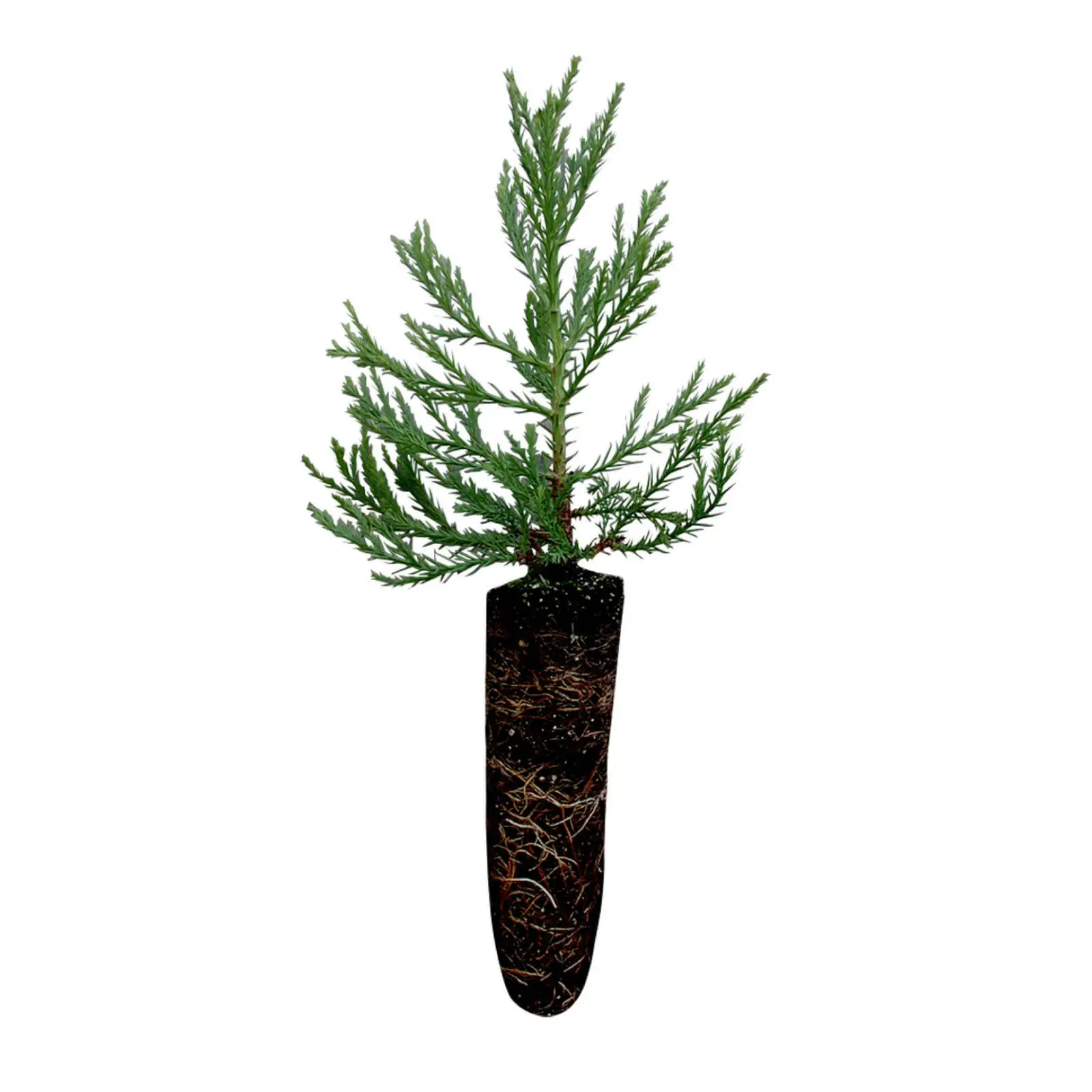 Giant Sequoia Tree 5-10&quot; Tall Seedling Live Plant Sequoiadendron giganteum - £41.73 GBP