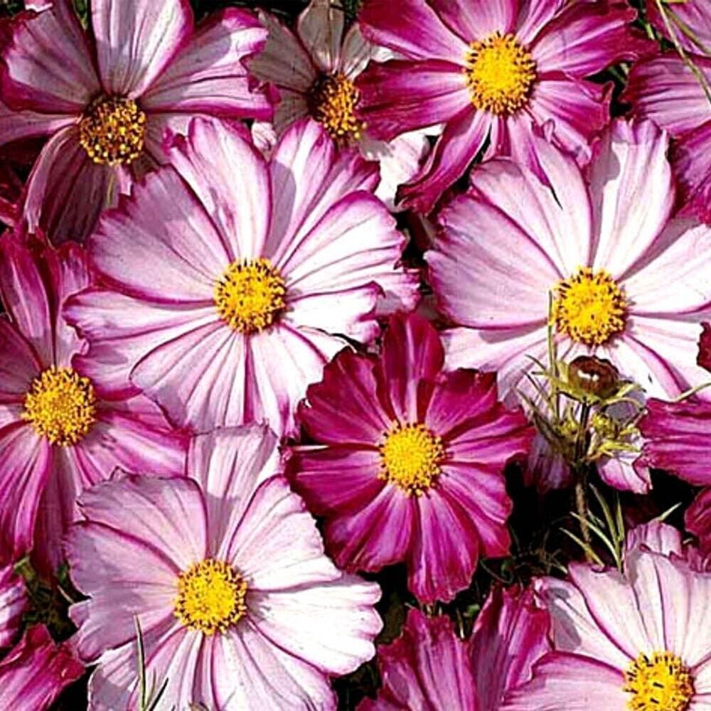 Cosmos Picotee Seeds 100 Ct Flower Cosmo Bipinnatus Butterflies Fresh Seeds - $8.09