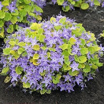 Dickson&#39;s Gold Golden Bellflower Campanula 3&quot; Pot - $27.99