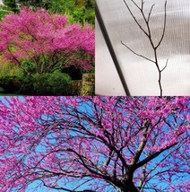 18-24&quot; Tall Seedling Eastern Redbud Tree Live Plant - Cercis candensis - £76.38 GBP