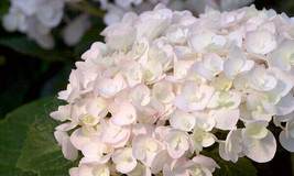 5 Blushing Bride Hydrangea Seeds Hardy Flowers Flower 352Garden Beautifu... - $6.00