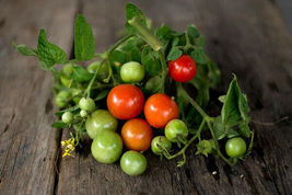 15 Tiny Tim Tomato Seeds Non-GMO - £3.90 GBP