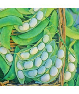 MX Burpee Improved Bush Lima Bean Phaseolus Lunatus Vegeatable Seeds Bul... - €21,81 EUR